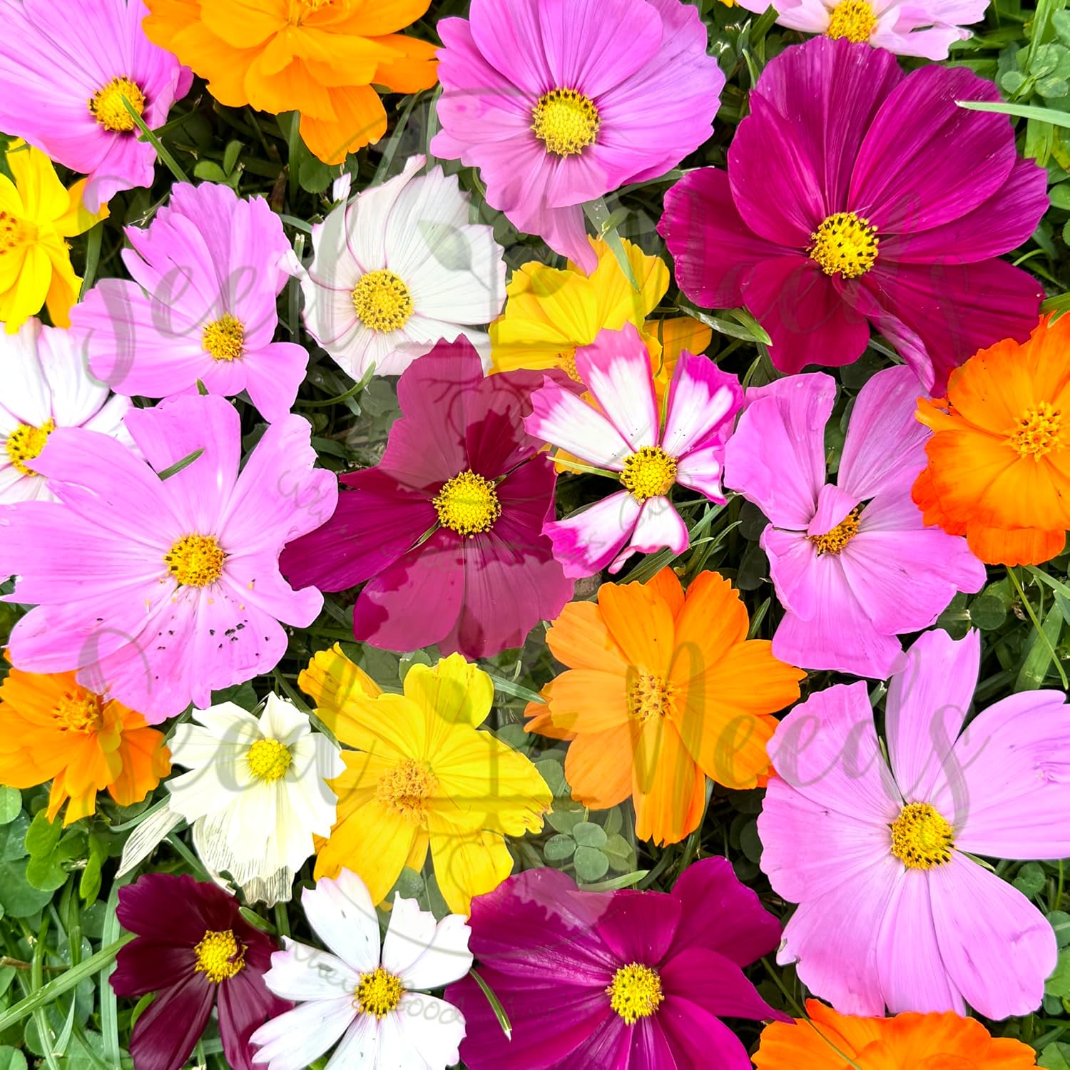 Cosmos Flower Cosmos bipinnatus for planting in flower bed