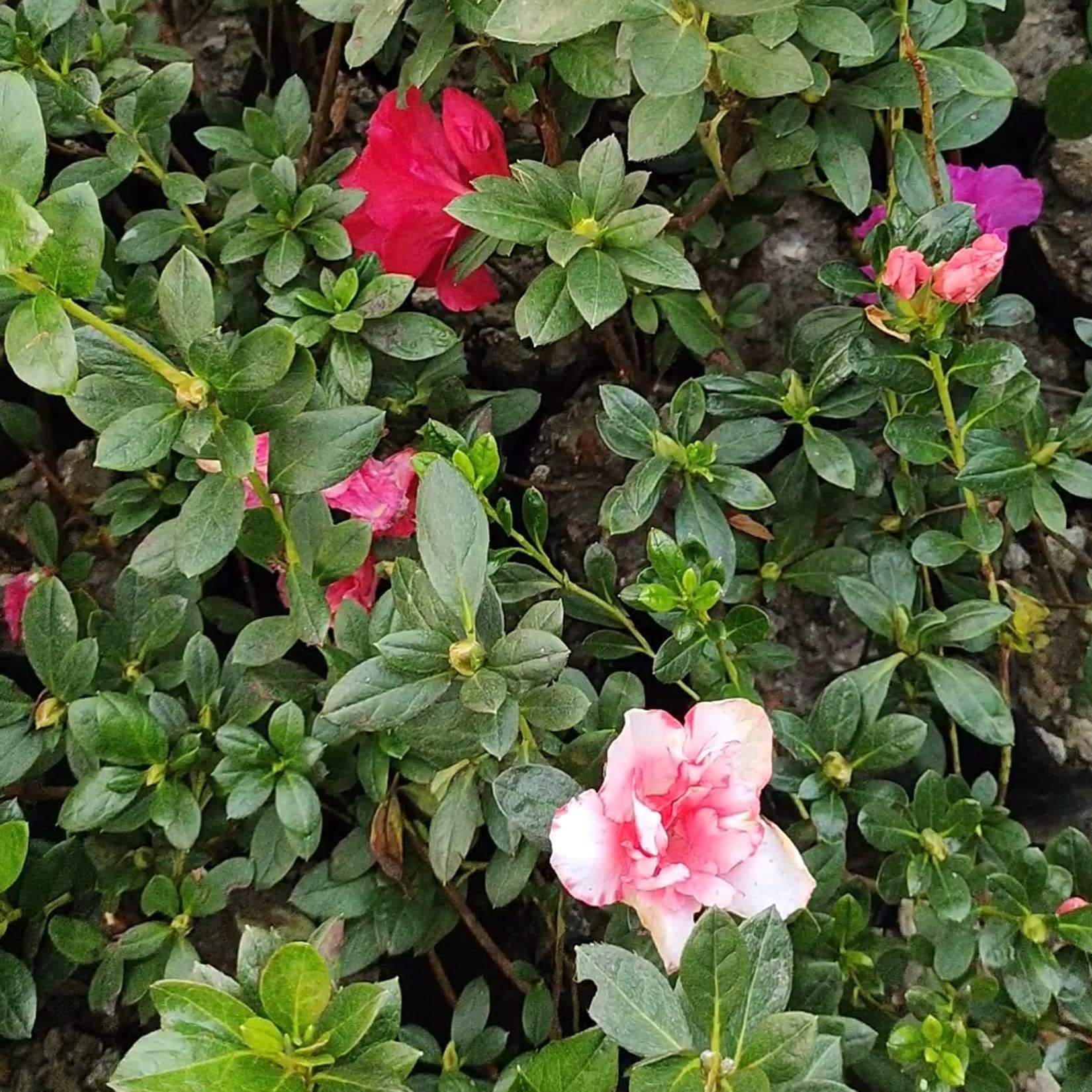 Azalea Planting Flower Seeds - Pink Green For Spring