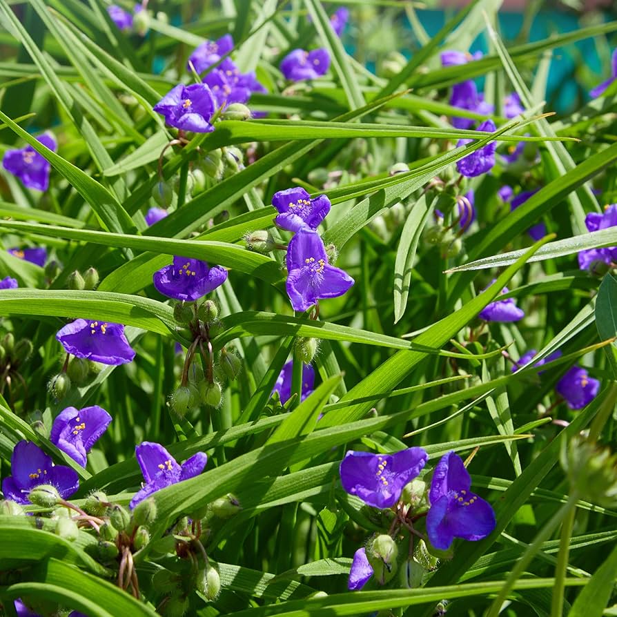 Ohio Spiderwort Tradescantia ohiensis for planting in flower bed
