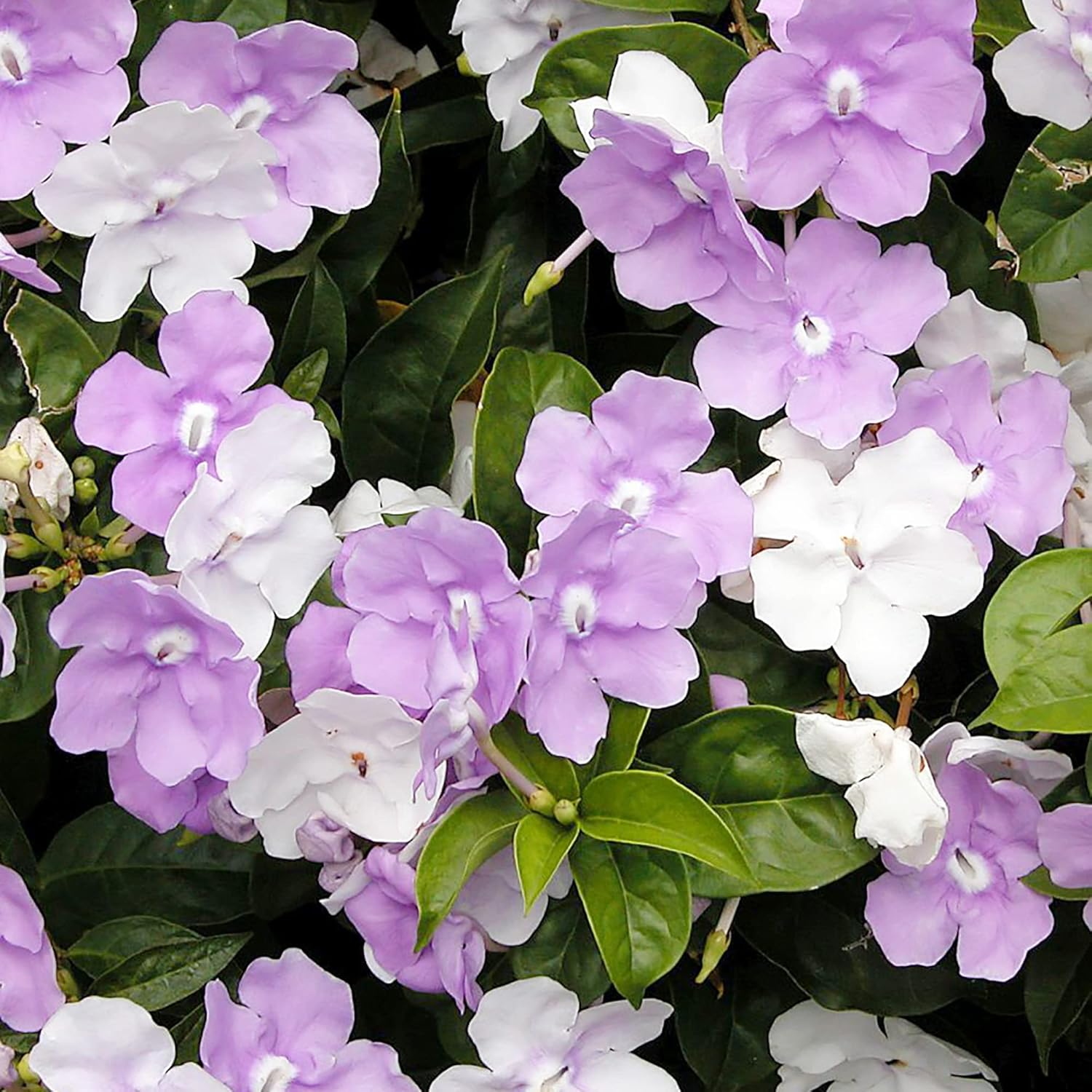 Brunfelsia Pauciflora Seeds Yesterday-Today-And Tomorrow Plant Perennial Deer Resistant Fragrant