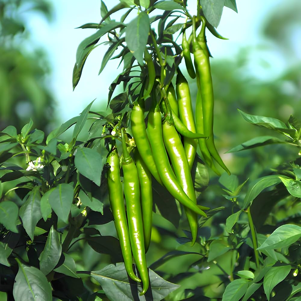 Pepper Capsicum Annuum Seeds for planting in urban garden