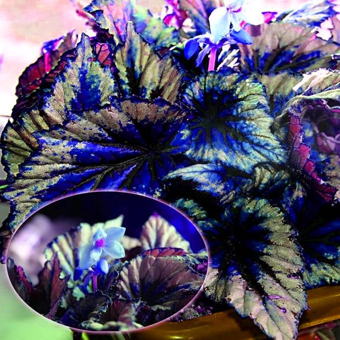 Coleus Seeds for Colorful Leaf Plants and Garden Texture