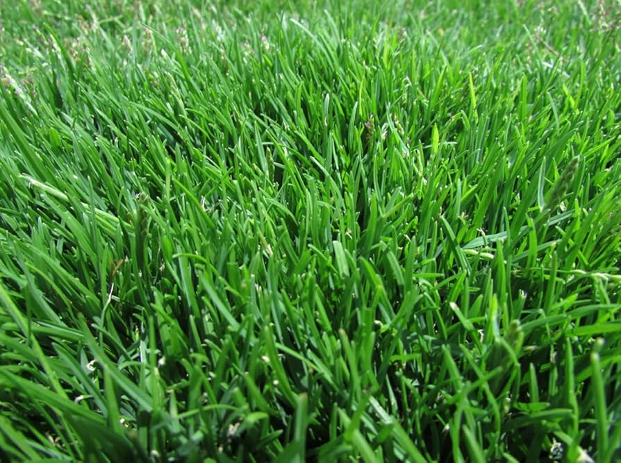 Zoysia Japonica lawn grass seeds for planting