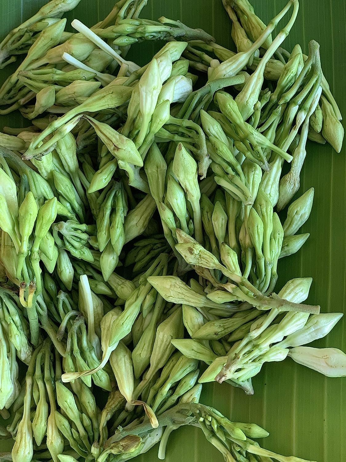 Loroco Flower seeds for Planting - Shade Tolerant, Heirloom & GMO Free Seeds for Home Garden
 
 Sale seeds for home garden