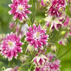 Nora Barlow Columbine seeds for elegant blooms