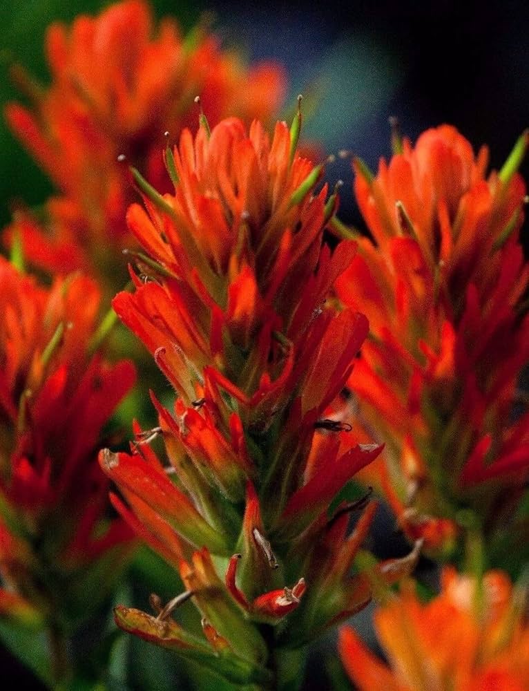 Castilleja Coccinea for planting in wildflower garden