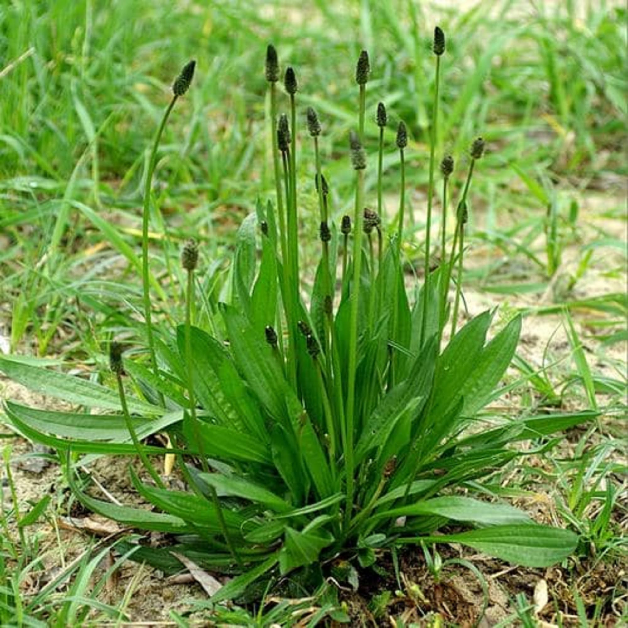 Mixed Lanceolata Plantago lanceolata for planting in meadow