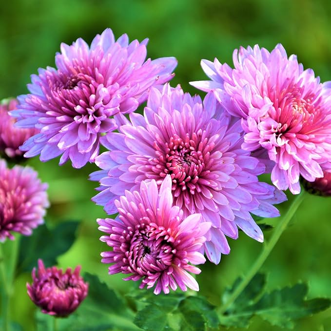 Chrysanthemum Flower seeds for Planting - Long Bloom Season, Heirloom & GMO Free Seeds for Home Garden
 
 Sale for planting in home garden