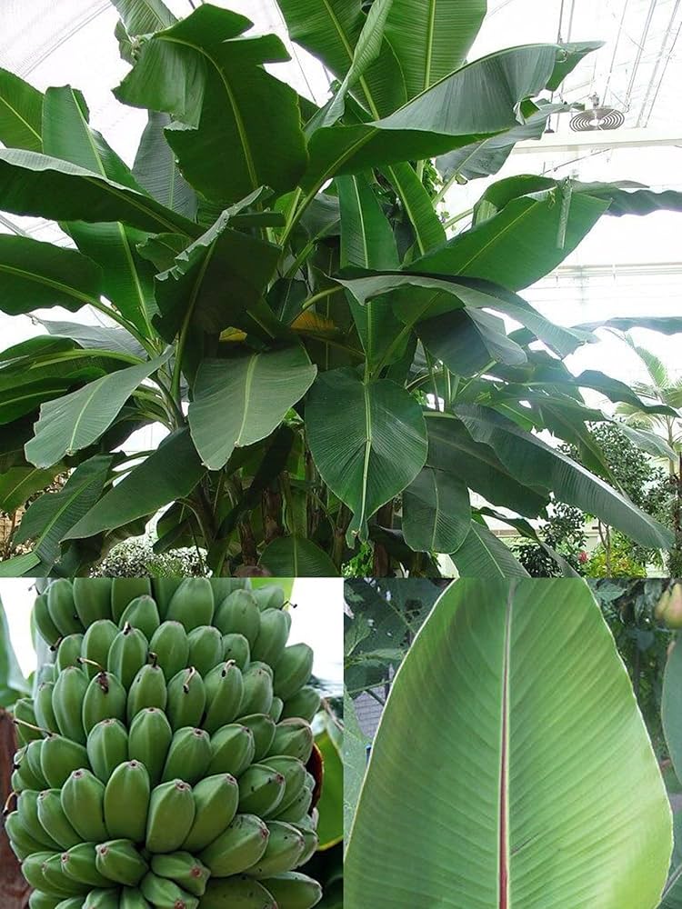 Darjeeling Banana Musa acuminata for planting in tropical garden