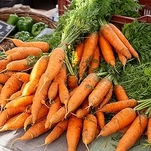 Nantes Scarlet Carrot seeds for bright carrots