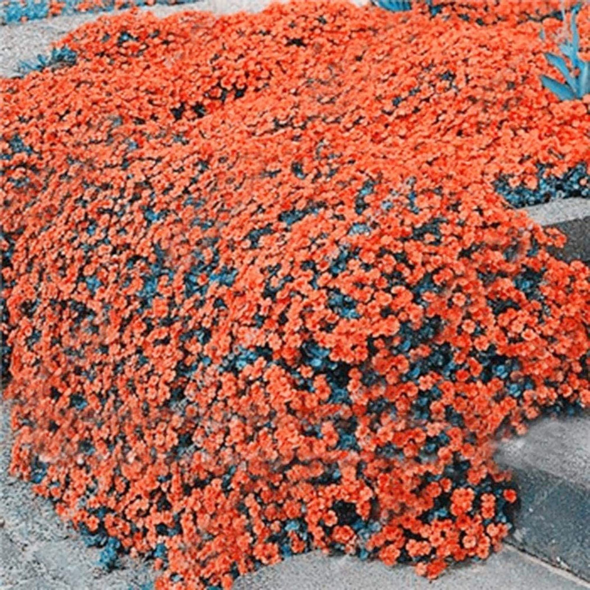 Non-Gmo Orange Creeping Thyme Seeds - 100Pcs Easy Planting Herb Plant Seed