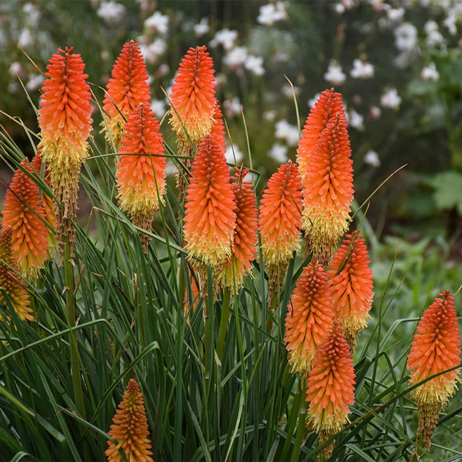 Red Hot Poker Seeds Torch Lily Kniphofia Perennial Flowering Plant Attract Hummingbirds &