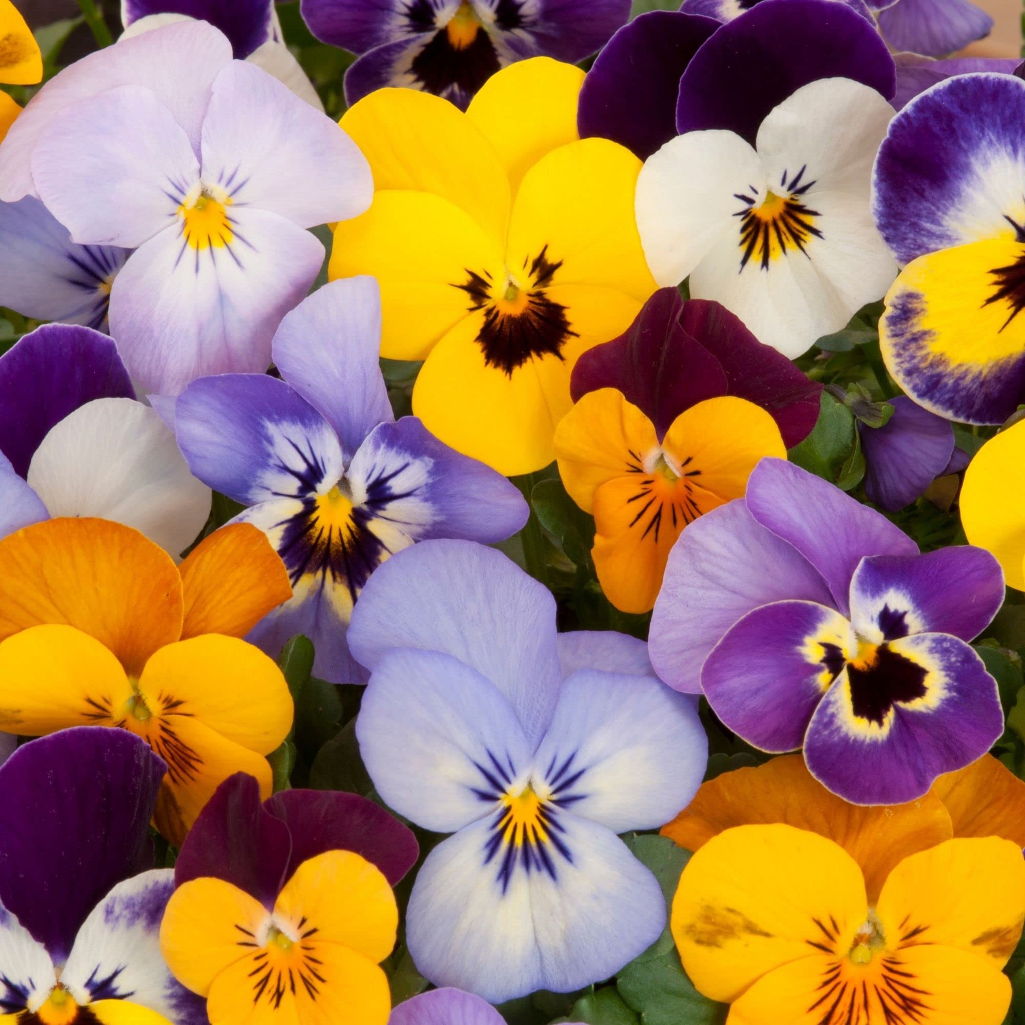 Giant Mix Pansy seeds for flower pot planting