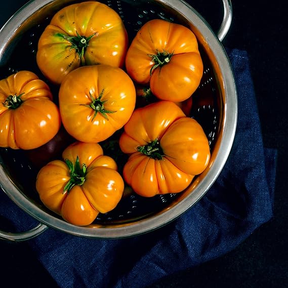 Orange Tomato Solanum lycopersicum for planting in vegetable patch