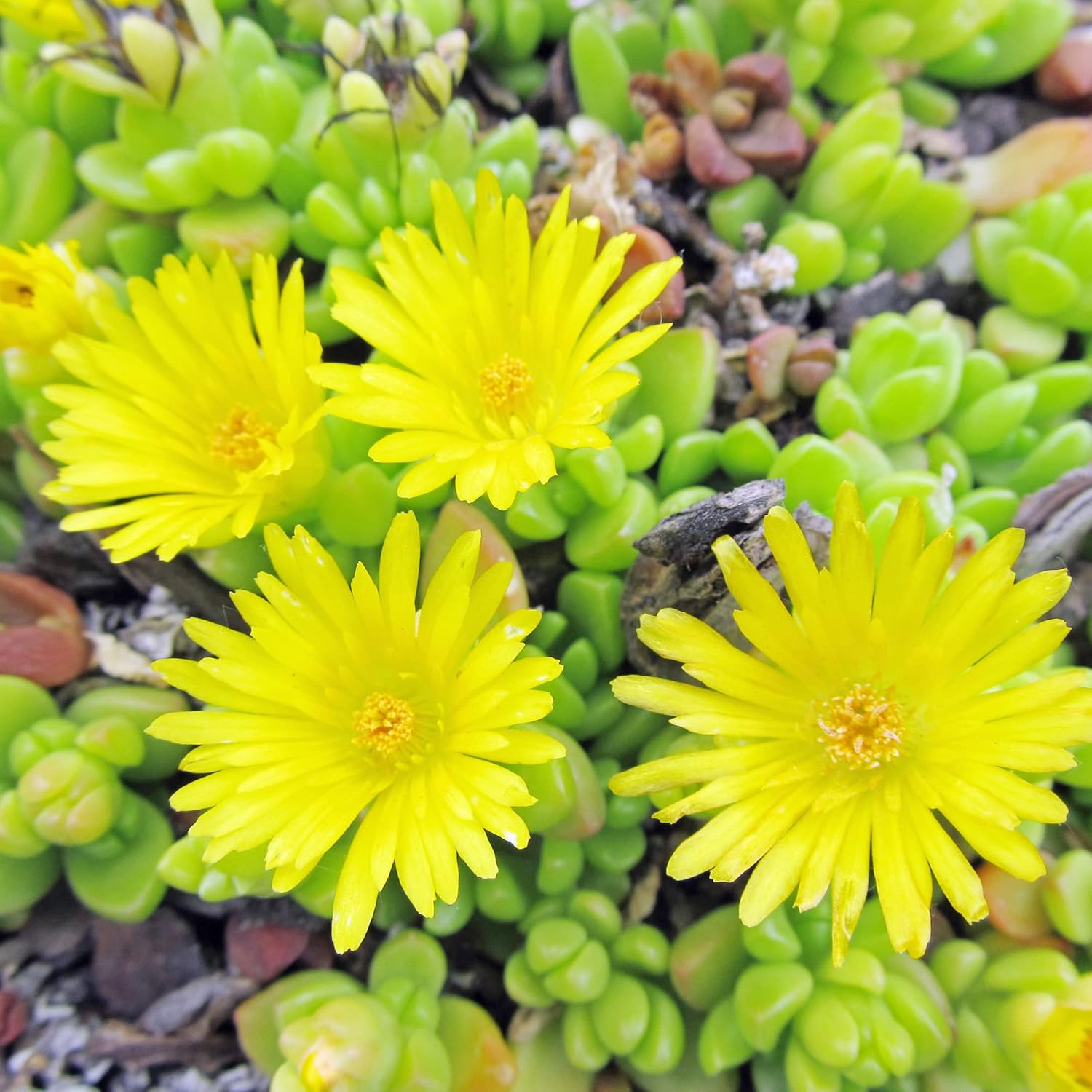 Yellow Ice Plant Seeds Evergreen Ornamental Edible Attract Butterflies Drought Tolerant Ground