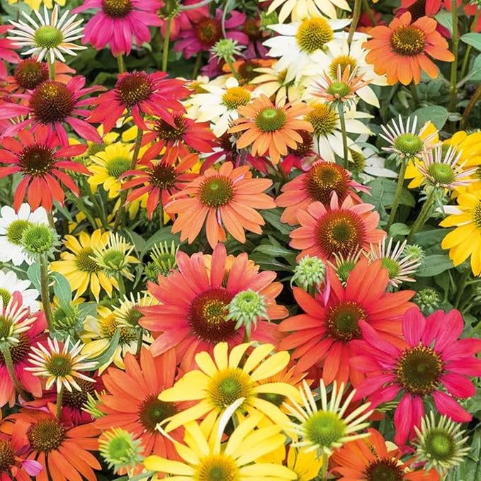 Echinacea 'Sunbird' Chrysanthemum Echinacea purpurea for planting in flower bed