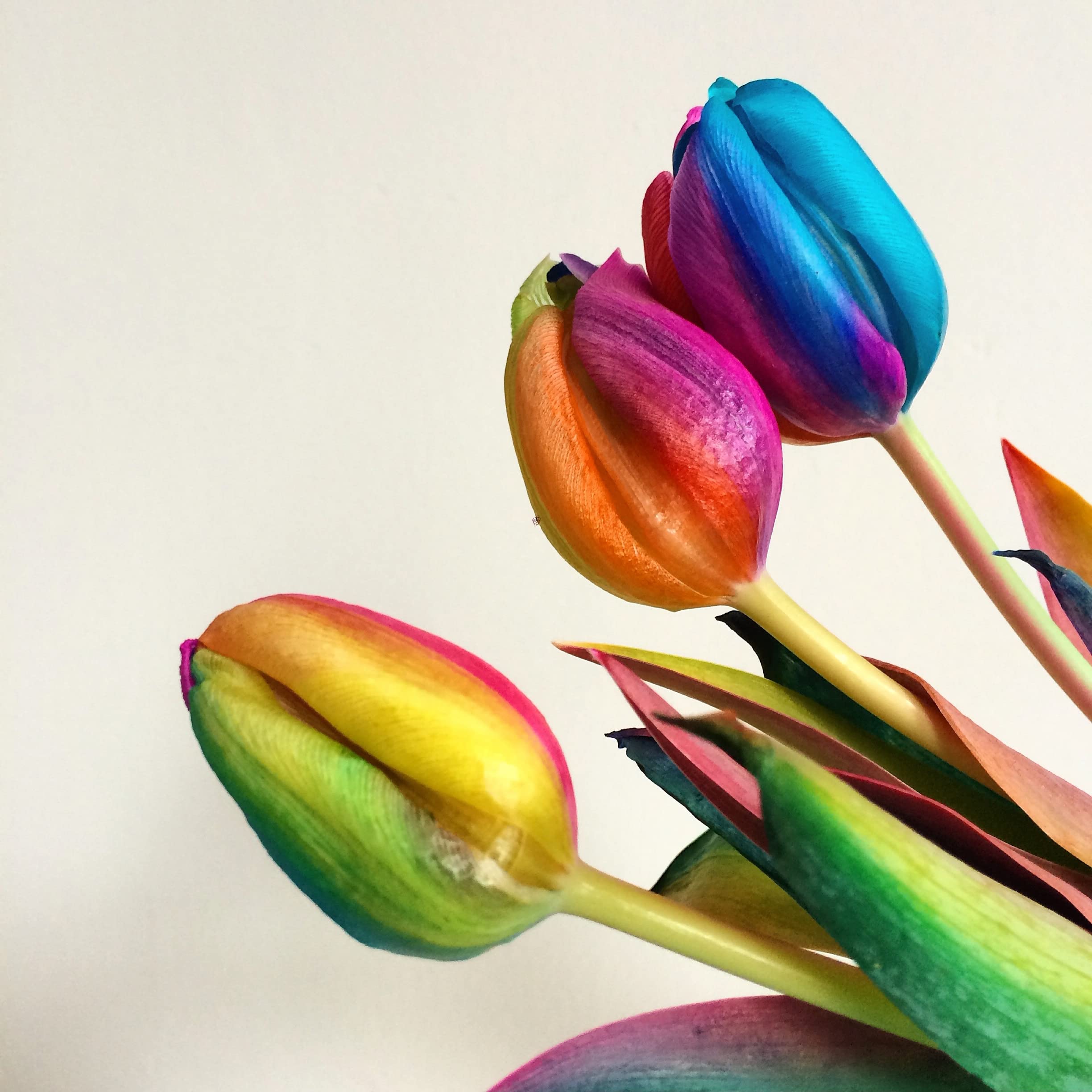 Rainbow Tulip Annual Flower Seeds (Not Bulbs)