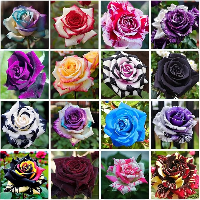 Holland Rainbow Rose Rosa spp for planting in flower bed