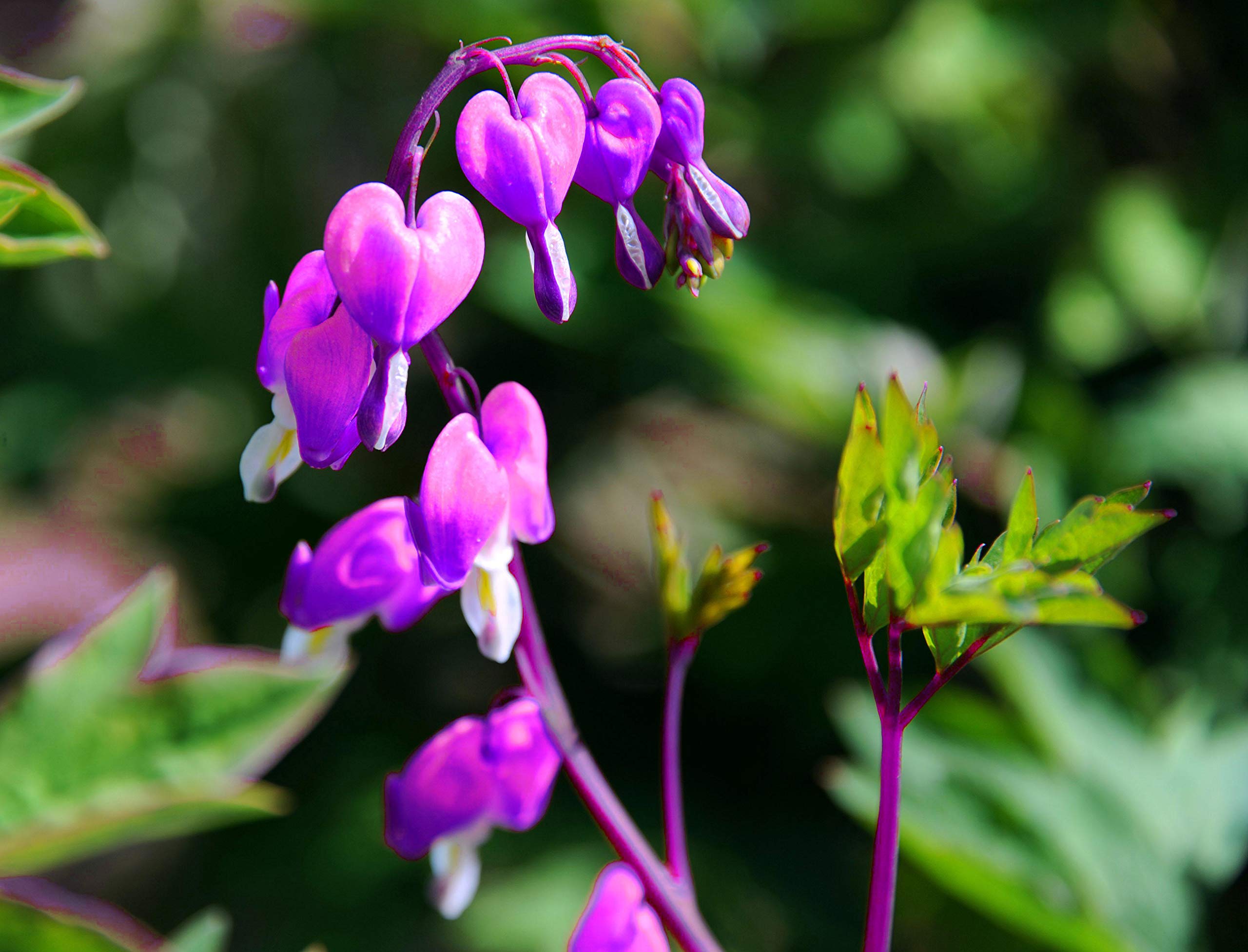 Dicentra Spectabilis Flower Dicentra spectabilis for planting in home garden or flower bed