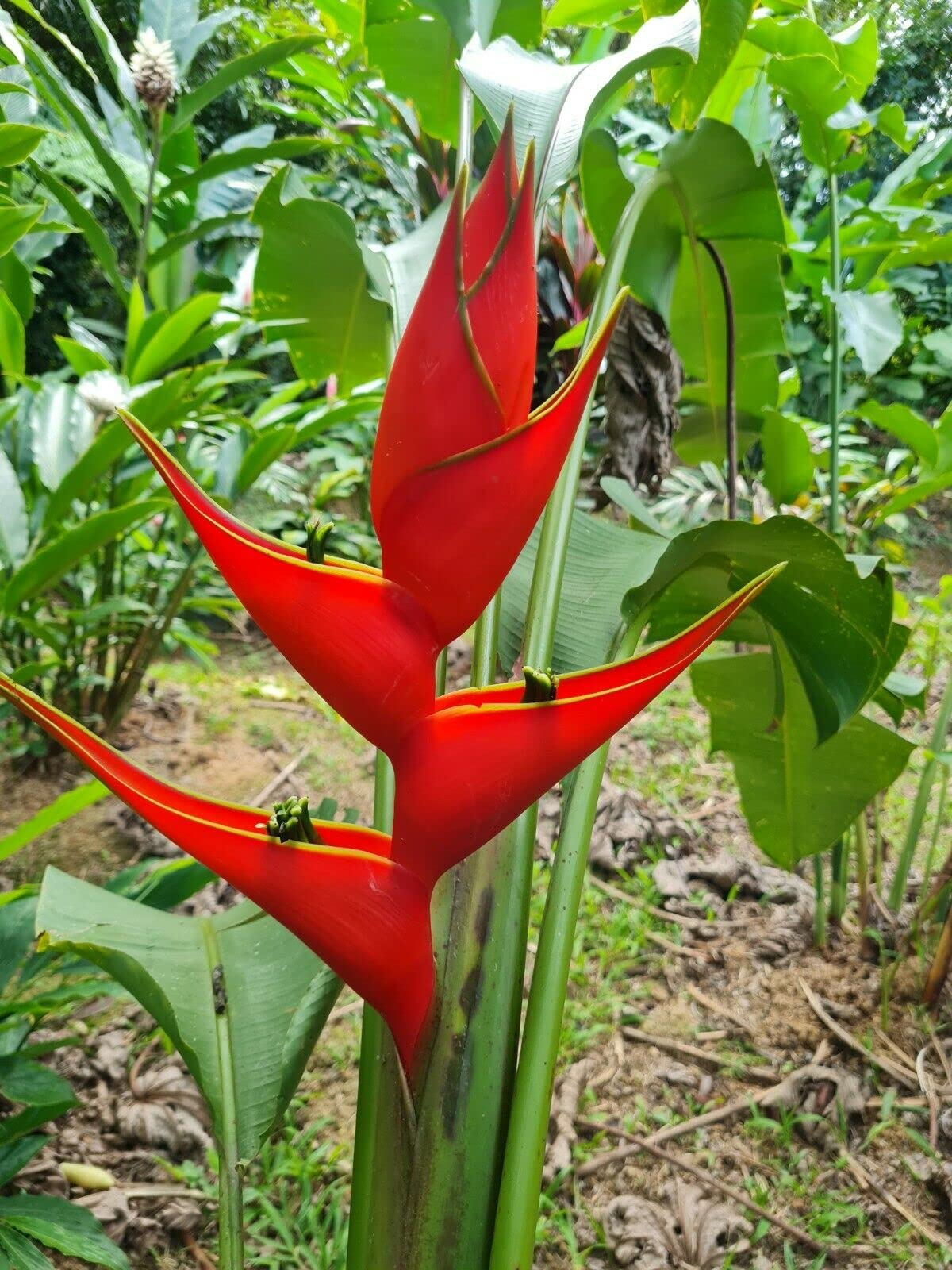 Heliconia Sclerotricha Heliconia sclerotricha for planting in tropical garden