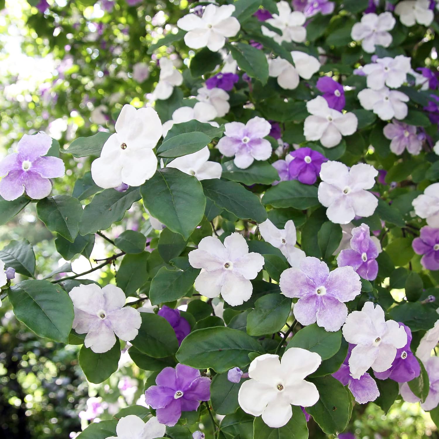 Brunfelsia Pauciflora Seeds Yesterday-Today-And Tomorrow Plant Perennial Deer Resistant Fragrant