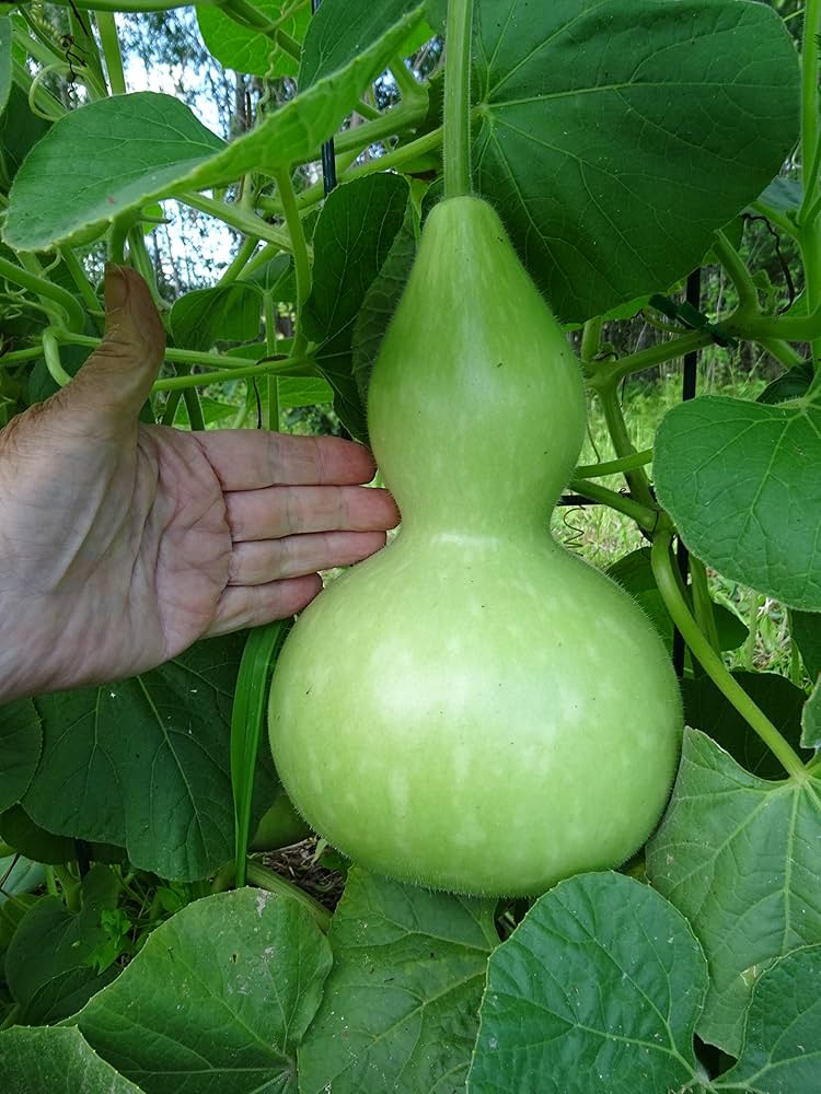 Calabash Round Bottle Pumpkin Lagenaria siceraria for planting in vegetable patch