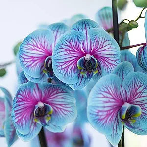 Phalaenopsis Orchid Phalaenopsis spp for planting in indoor garden