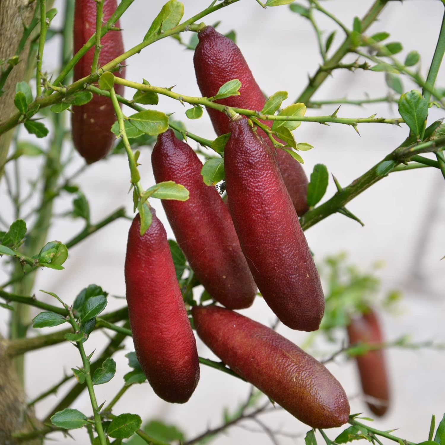 Finger Lime Seeds Citrus Australasica Caviar Used As Addition To Salads Garden Outdoor Fruit Best