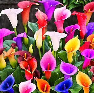 Tage Lily Flower Lilium spp. for planting in flower bed