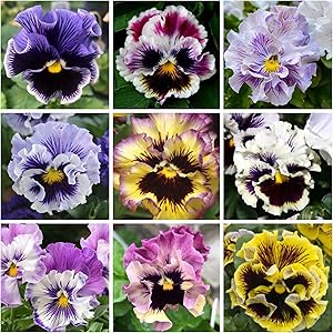 Viola Arvensis Field Pansy seeds for wildflower beauty