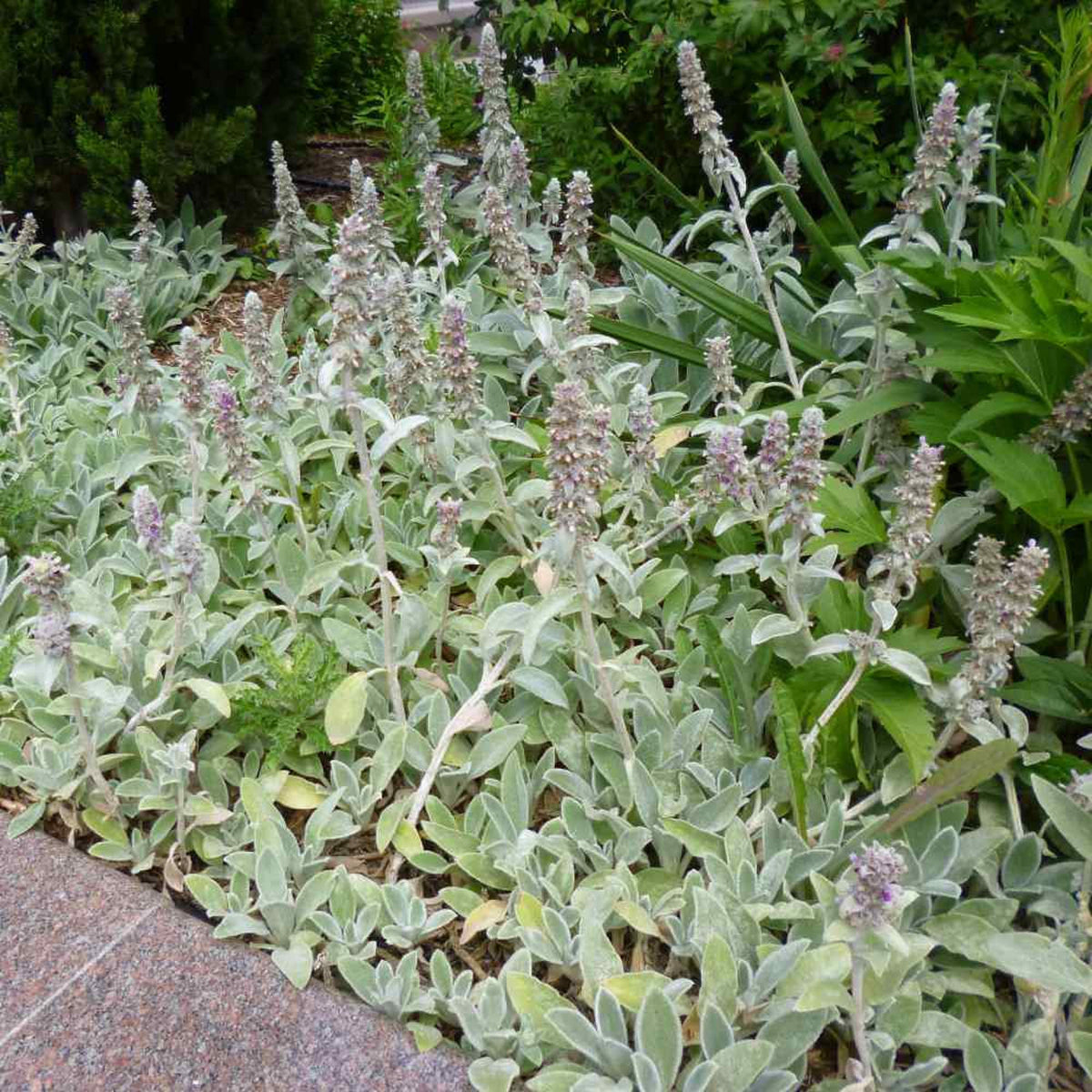 Stachys Flower seeds for Planting - Garden Favorite, Heirloom & GMO Free Seeds for Home Garden
 
 Sale seeds for planting in home garden