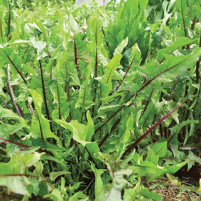 Premium Italian Dandelion Seeds For Planting | Bitter Greens Your Garden Plant Seeds