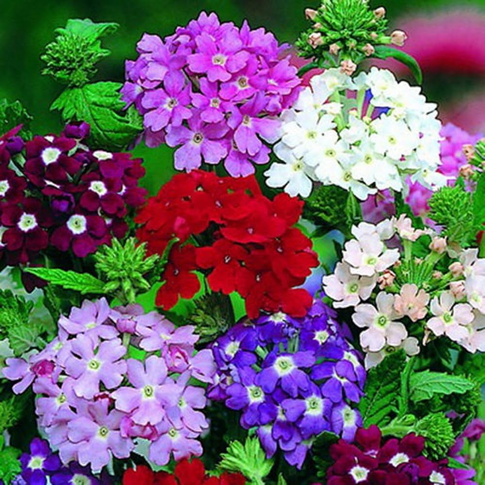 Mixed Verbena Flower seeds for Planting - Fragrant Blossoms, Heirloom & GMO Free Seeds for Home Garden
 
 Sale for planting in home garden.