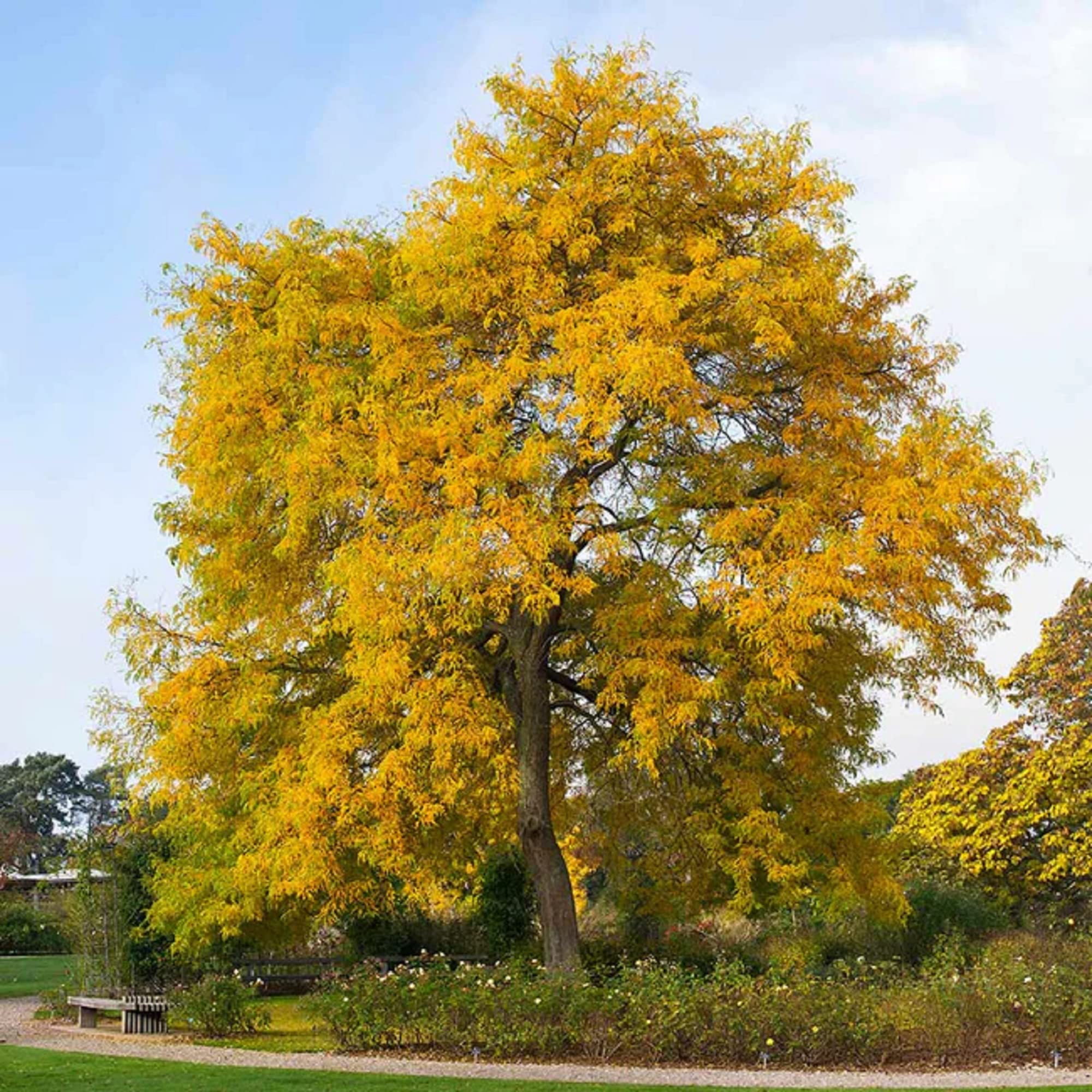 Honeylocust Gleditsia triacanthos for planting in shade garden