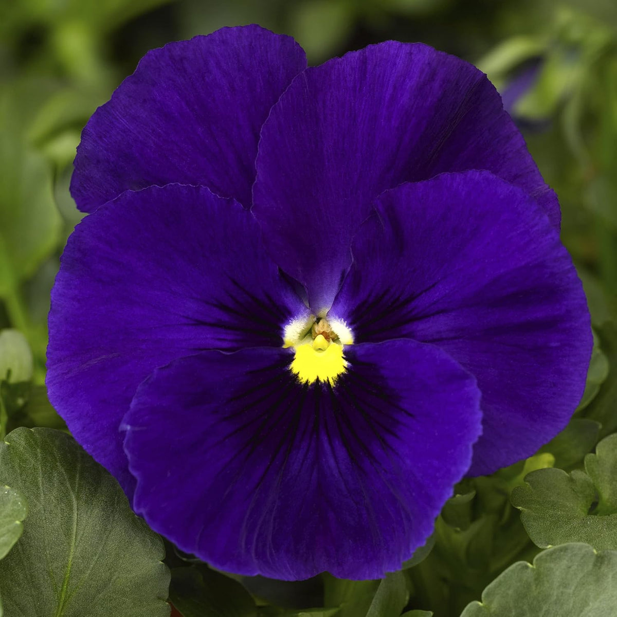 Deepblue Pansy Flower seeds for Planting - Fragrant Blossoms, Heirloom & GMO Free Seeds for Home Garden
 
 Sale seeds for home garden