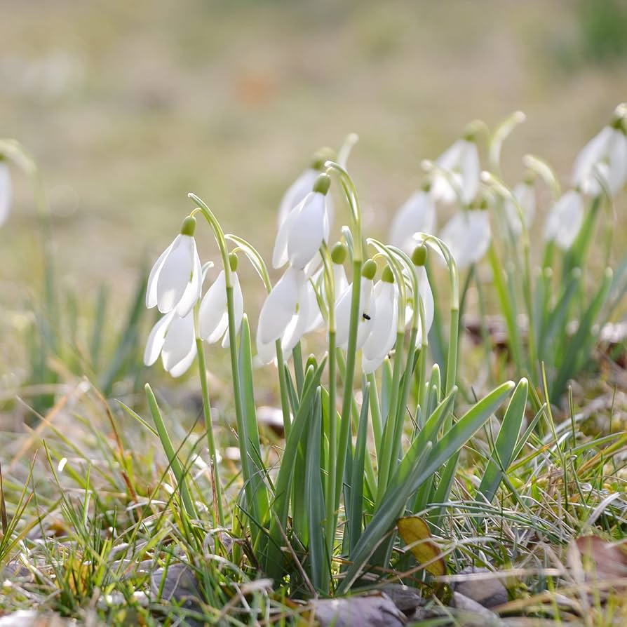 Snowdrop Flower Galanthus nivalis Seeds for Planting urban garden home garden