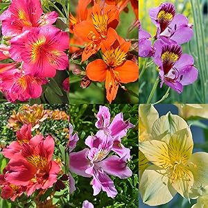 Alstroemeria Alstroemeria spp for planting in flower bed