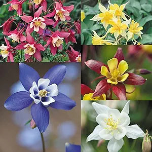 Aquilegia Viridiflora Perennial Flower Seeds for Colorful Gardens