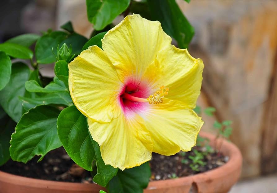 Hibiscus Flower seeds for Planting - Colorful Display, Heirloom & GMO Free Seeds for Home Garden
 
 Sale for planting in home garden.