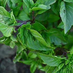 Cinnamon Basil seeds for aromatic herb gardening