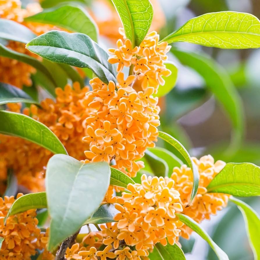Osmanthus Osmanthus Fragrans Seeds Sweet Bloom osmanthus-osmanthus-fragrans-seeds-sweet-bloom