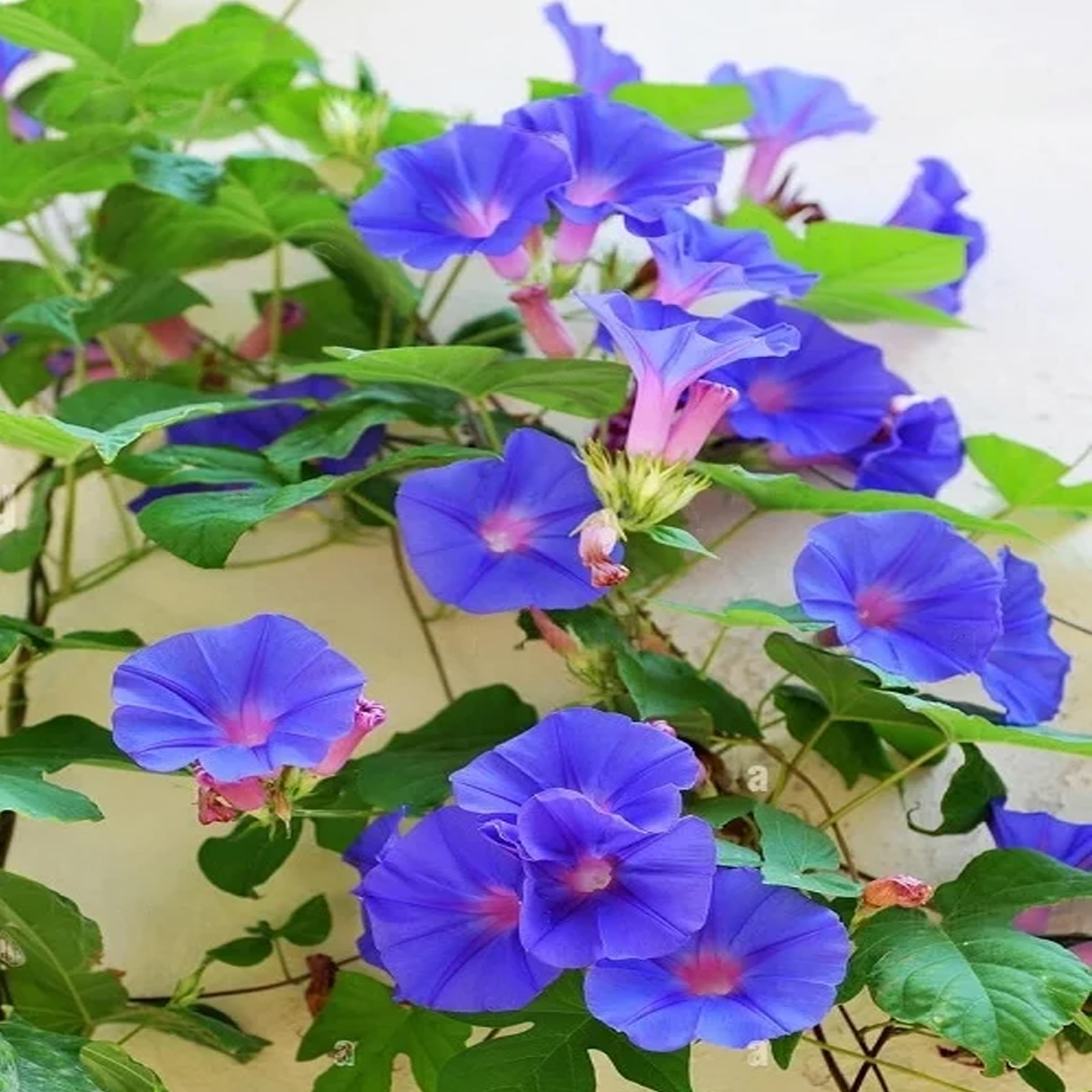 Glory morning glory flower seeds for planting
