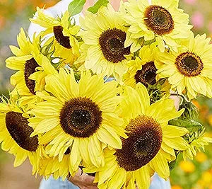 Sunflower Lemon Queen seeds for vibrant blooms
