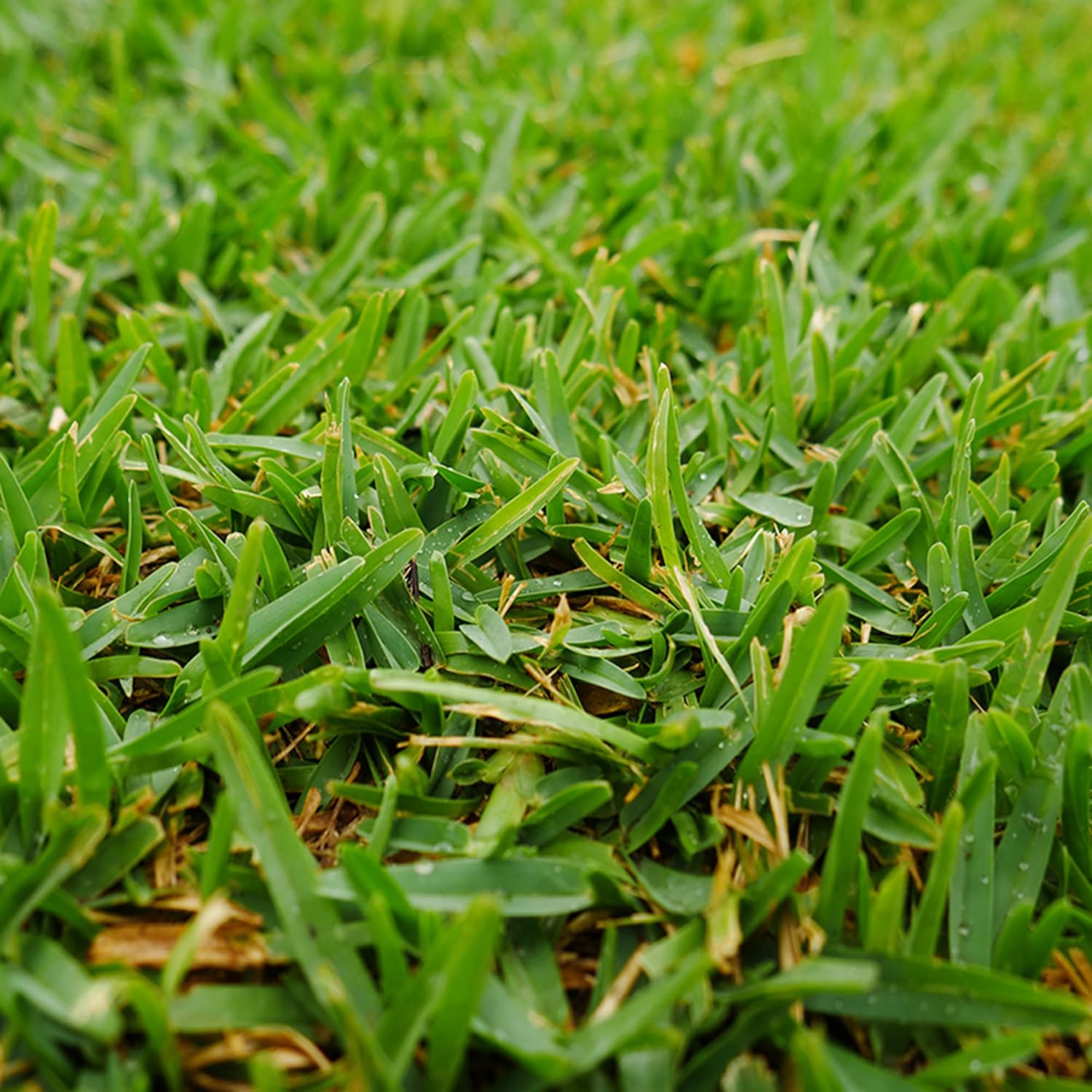 Buffalo Grass Seeds Bouteloua Dactyloides Warm-Season Perennial Low Growing Dense Fine-Textured