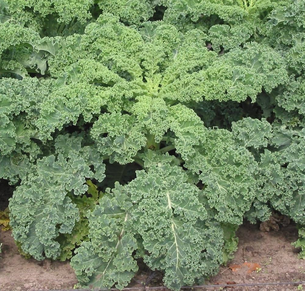 Kale Brassica oleracea for planting in urban garden