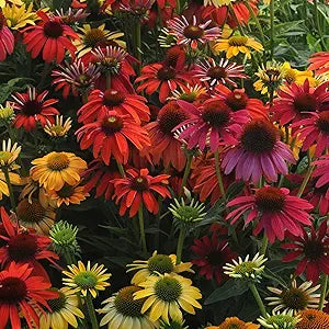 Echinacea Spirit Flower seeds for vibrant purple blooms