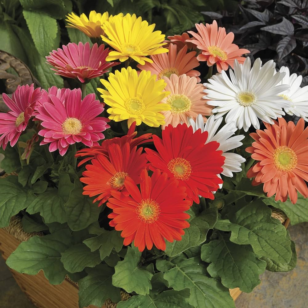 Gerbera Daisy Gerbera jamesonii for planting in flower bed