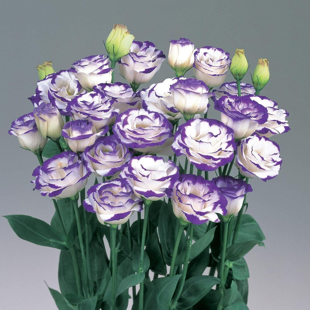 Mixed Lisianthus Echo Flower seeds for Planting - Compact Growth, Heirloom & GMO Free Seeds for Home Garden
 
 Sale seeds for planting in home garden