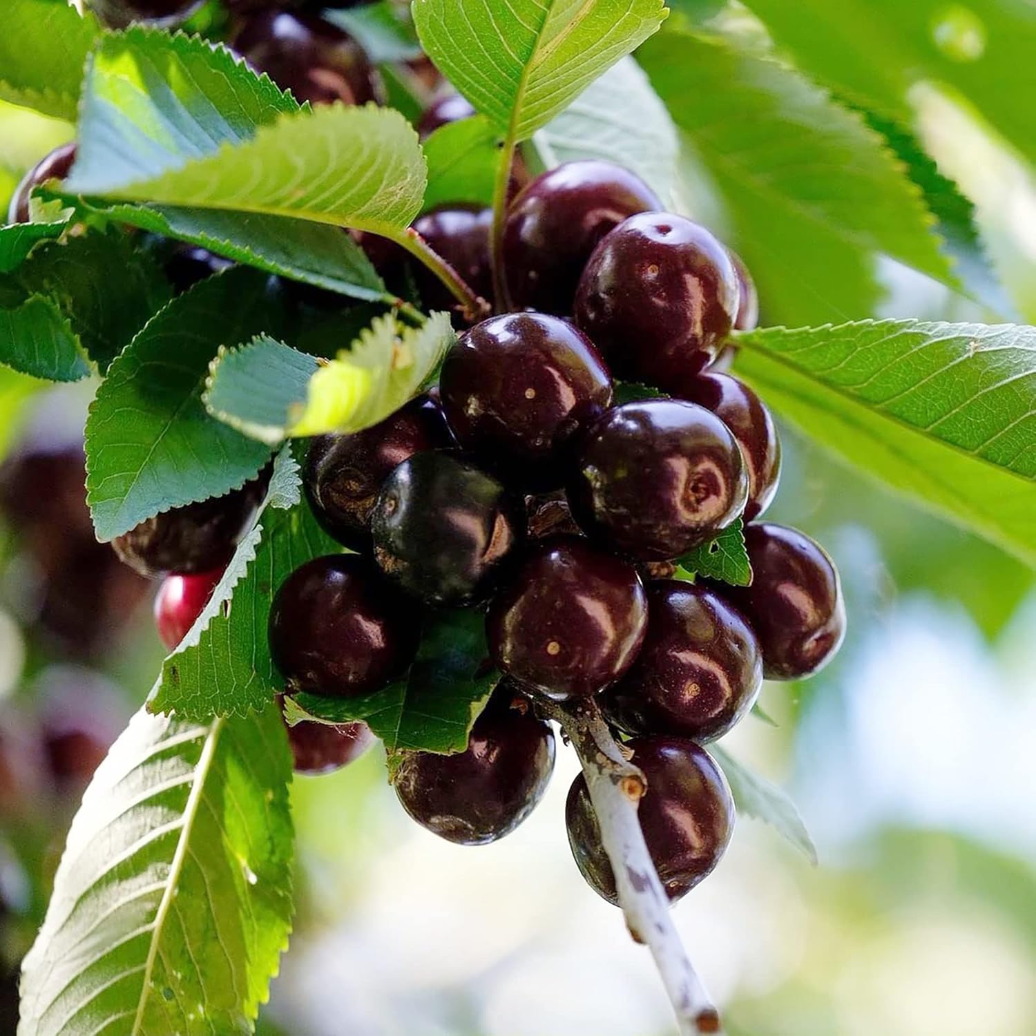 Black Cherry Seeds Prunus Serotina Medium To Large Deciduous Tree Fragrant White Flowers Attract