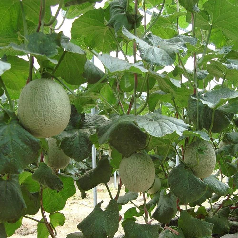 Hami Melon Cucumis melo for planting in vegetable patch